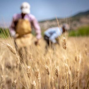 Article 1 (800600 px) PARI RISQUÉ