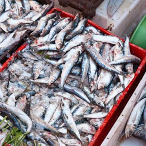 Article 4 (800_600 px) La sardine, un poisson sous tensions