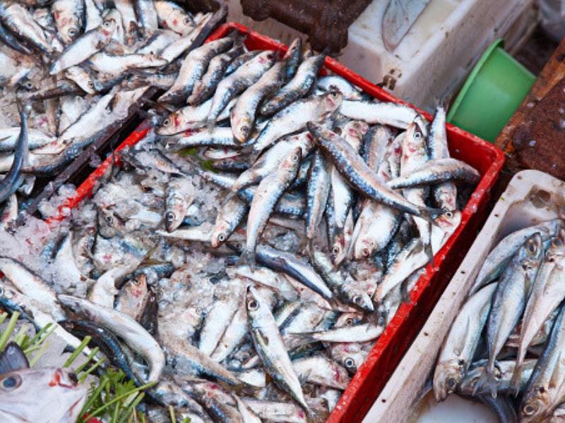 Article 4 (800_600 px) La sardine, un poisson sous tensions